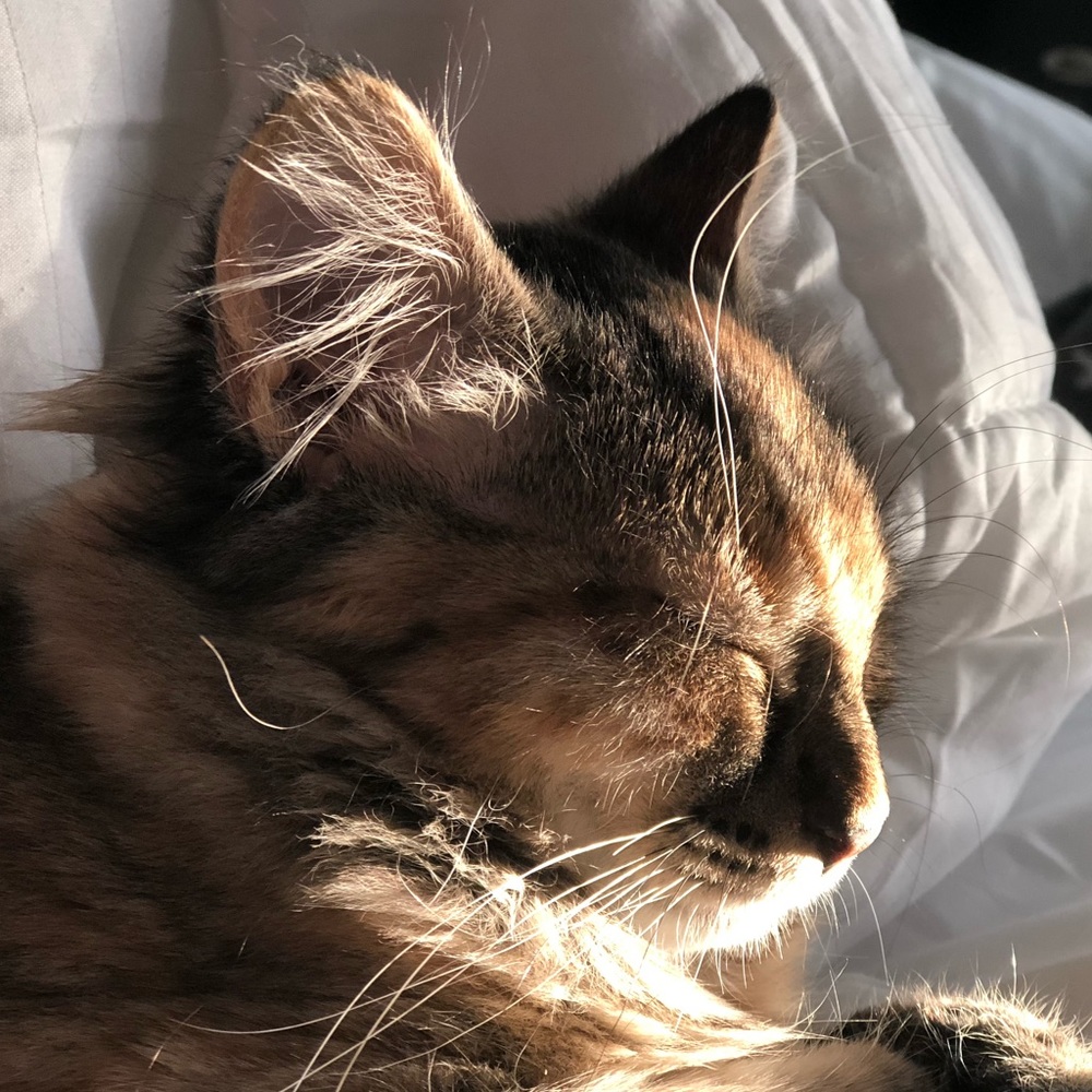 Meet your Posher, Abigail